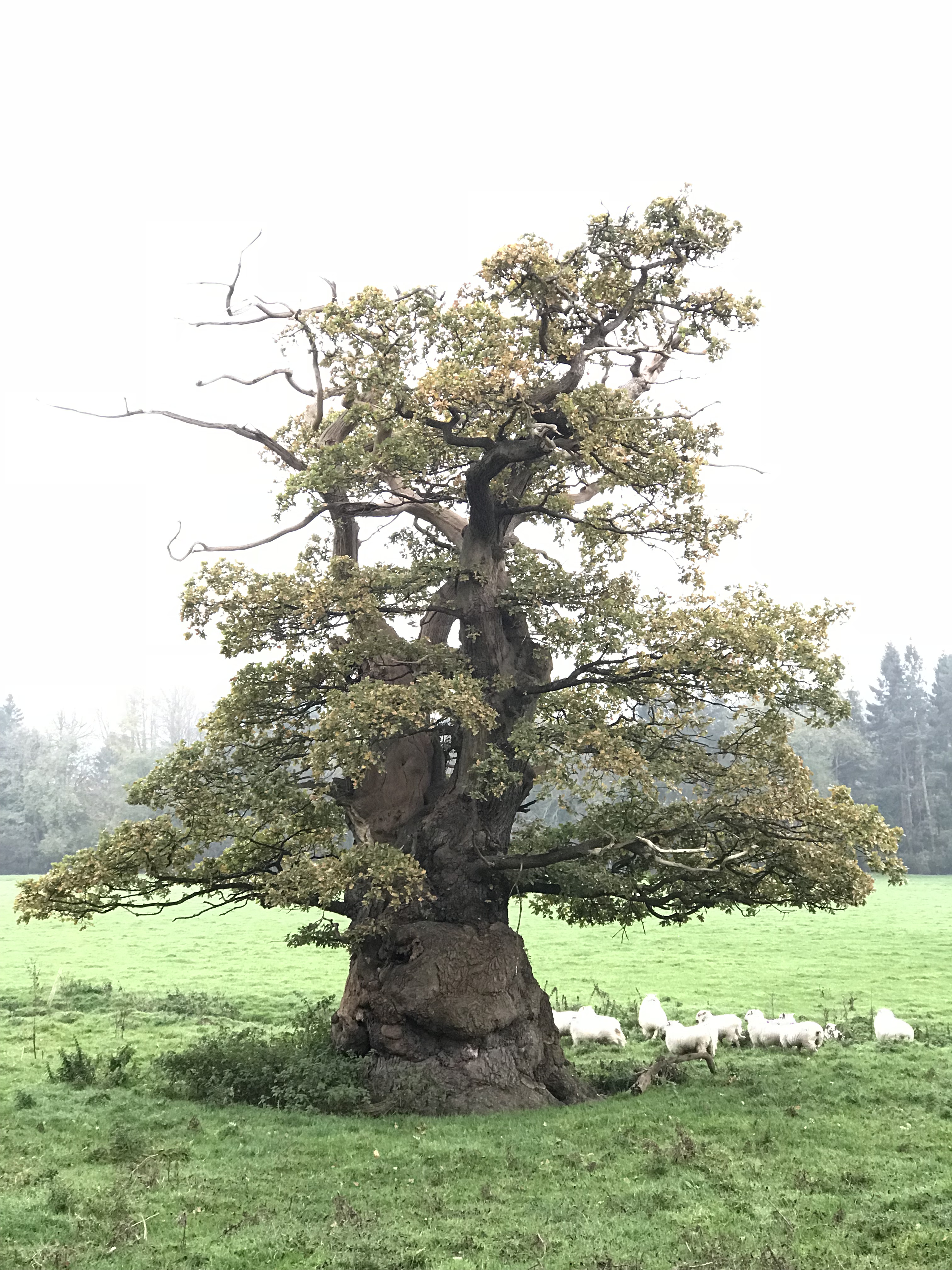 Ancient oak. Photo: David Alderman