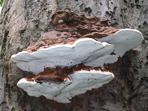 Southern bracket fungus (Ganoderma australe). (Photo: Sabena Jane Blackbird/Alamy)