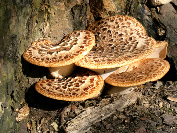 Dryad's saddle (Polyporus squamosus ) (Photo: Naturepix/Alamy)