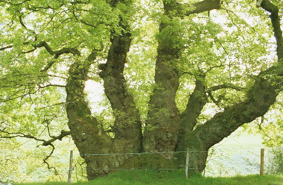 Multi stemmed tree. (Photo: Ted Green/WTML)
