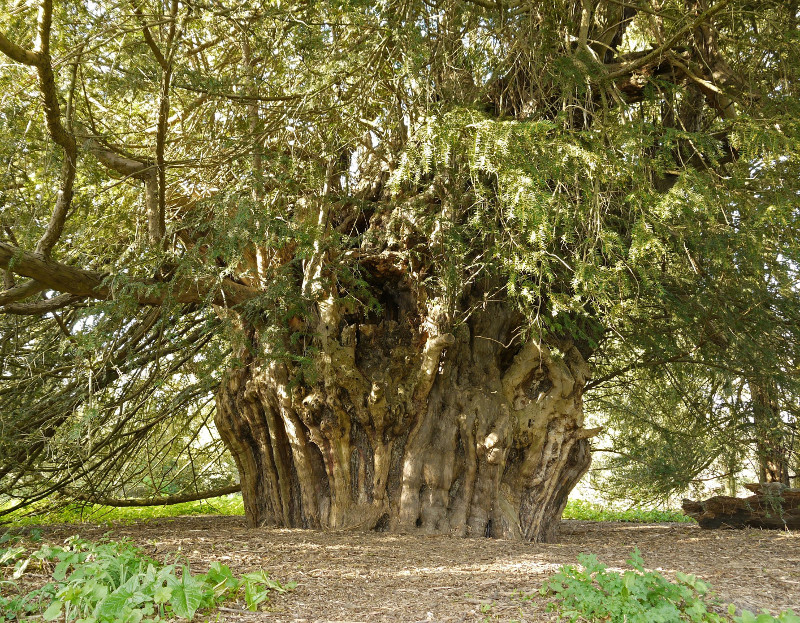 Ankerwycke yew. (Photo: Julian Hight)