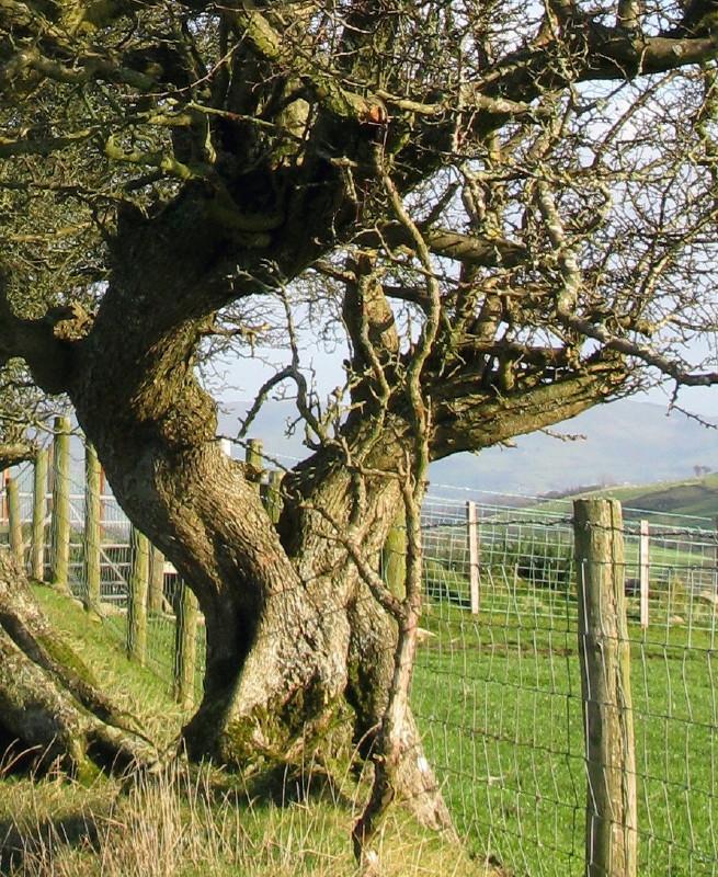 Photograph of veteran hawthorn tree. (Photo: David Alderman)