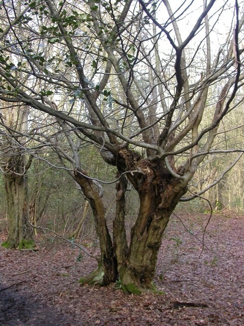 Look for signs of past management such as pollarding and coppicing. Photo: David Alderman