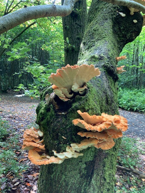 Chicken of the woods fungus. Photo: Aidan Champion