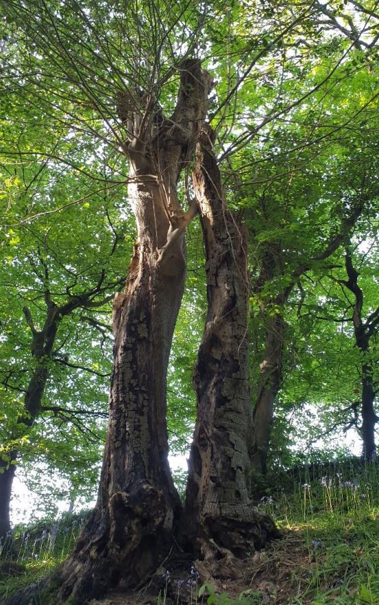 A decaying and fragmented veteran holly at Buckland Abbey, Devon