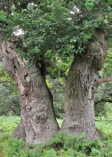 A fragmented tree may, over time, appear as a multi stem. Credit: Aljos Farjon