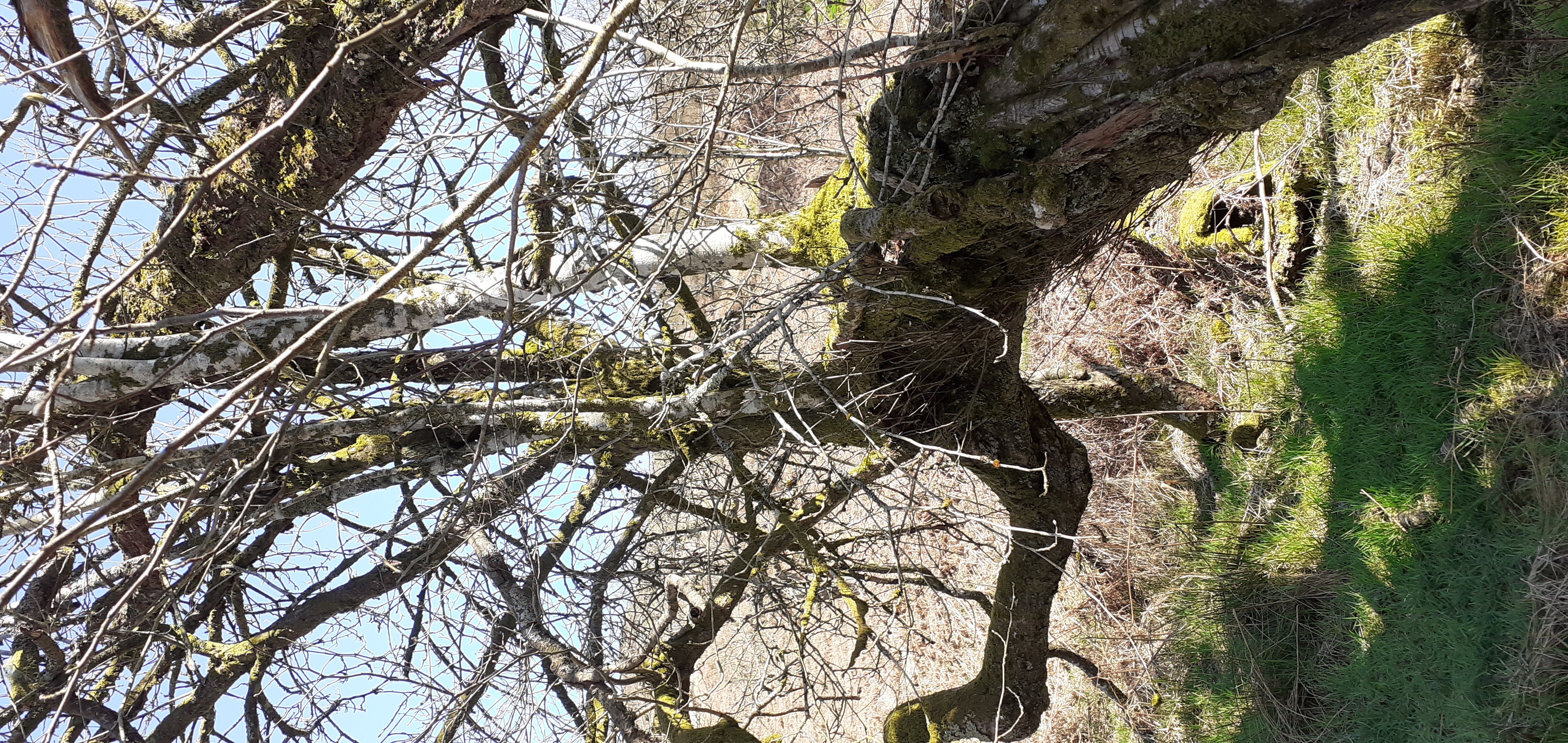 The rowan seedling/sapling grows as the alder continues to mature. (Photo credit: Kate Lewthwaite)