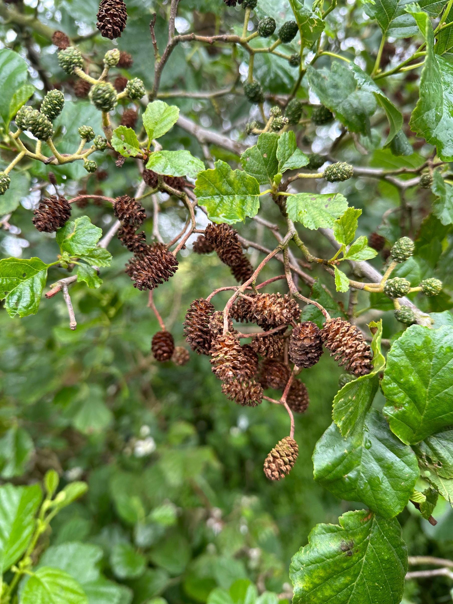 dried female catkins on an alder tree branch