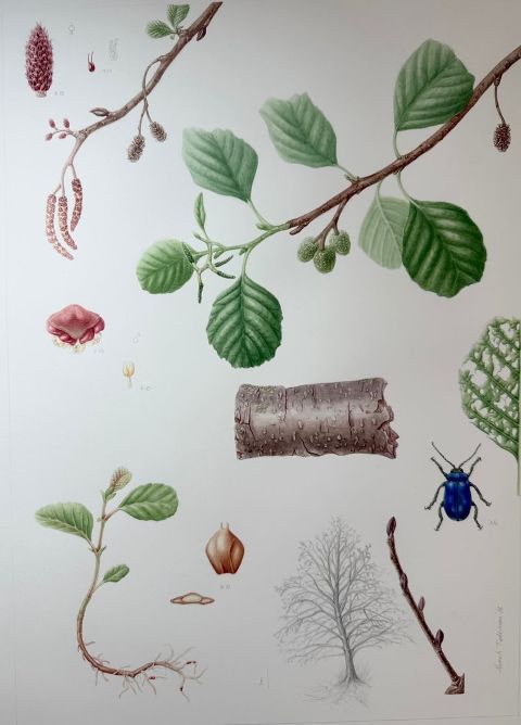 Coloured illustrations of the alder tree's anatomy and the alder leaf beetle